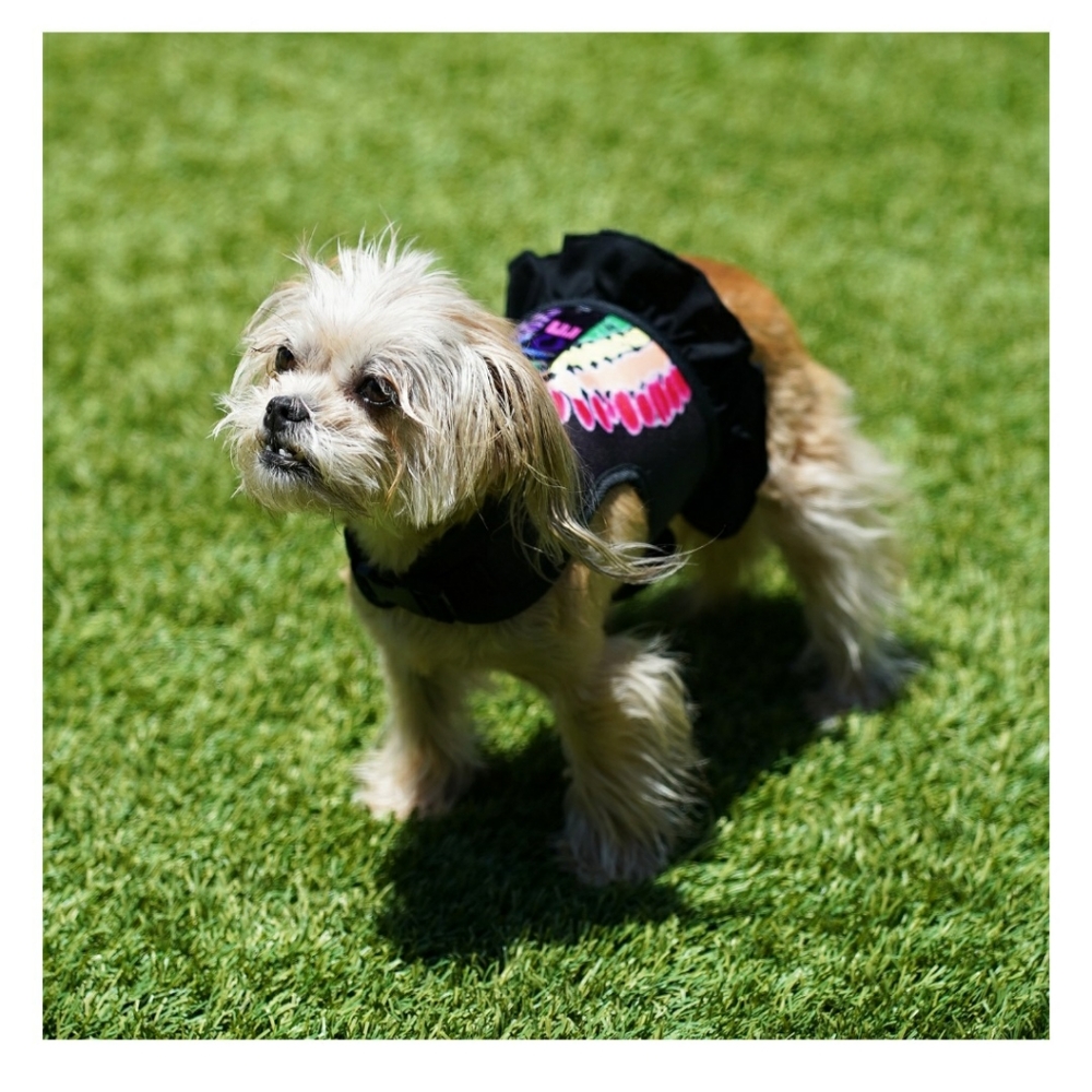 🌟 Host P. 🌟 NWT Justice Pet Rainbow Dress - Picture 5 of 7